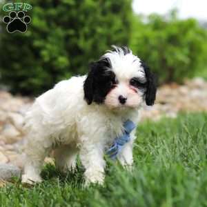 Jackson, Cavapoo Puppy